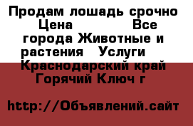 Продам лошадь срочно › Цена ­ 30 000 - Все города Животные и растения » Услуги   . Краснодарский край,Горячий Ключ г.